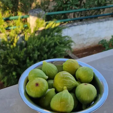 Tatil Evi Maare